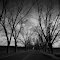 Leafless