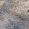 Long-nosed snake