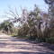 Coastal Oak Groves