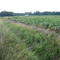Site of the Jones farm in c. 1900, looking northwest from the road, August 2009