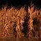 New Baden Cornfield