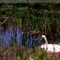 Swan Nesting along Peabody Rail Trail