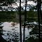 Swan Pond