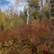 Autumn in Smith Canyon. In mountains east of Arimo, Idaho