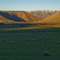 Sheep at pasture near Lava Hot Springs, Idaho