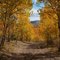 Fall Aspen Grove