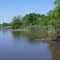 Choptank river bank