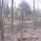View from treestand