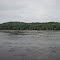 A flock of sea eagles resting together on the Susquehanna