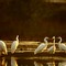 Egrets