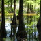 Cypress Point in Trap Pond State Park