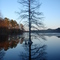 Trap Pond Cypress