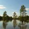 Trap Pond, DE