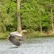 Great Blue Heron in Flight over Trap Pond
