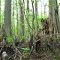 Terrapin Branch; Cypress Knees