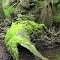 Terrapin Branch; Moss Log