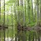 Terrapin Branch Reflection