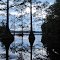 Trap Pond at Cypresses at Dusk