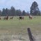 Wildlife Near White Bird, ID