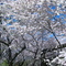 Cherry trees in D.C.