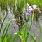 Flora and fauna at a glacial kettlehole