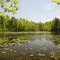 Murphy Lake State Game Area Pond