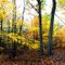 Ravines all around, Fall at GVSU