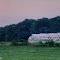 Greenhouses Before Sun-Up