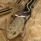 Northern Ribbon Snake