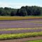 Flower Farm