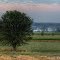 Tree, Fog and Farms