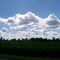 soybeans under puffy clouds