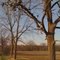 The Shoe Tree