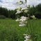 Penstemon digitalis - 'Foxglove Beardtongue' - Plantaginaceae
