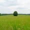 Smooth Brome Meadow with Lone Basswood