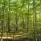 This is green space!