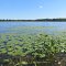 The nature on Londo Lake