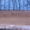 White tail deer herded up for the winter