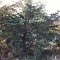Juniperus virginiana (L.)