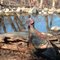 Mar 2006 - Bloomington, Minnesota. Wild Turkey in Hyland Lake Park Reserve.