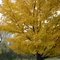 Minnesota Fall Colors