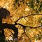 growing with fall