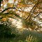 limbs of light