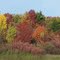 Fall Colors