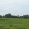 Cattle off I-55