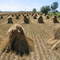 Wheat shocks on Amish Farm