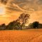 Golden Harvest