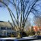 Francine's Love - The Best Tree In The Neighborhood
