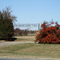 entrance to Martin-Price Cemetery & massive pyracantha, near Mount Olive, NC, 11-23-08