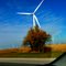 Windmill Tree